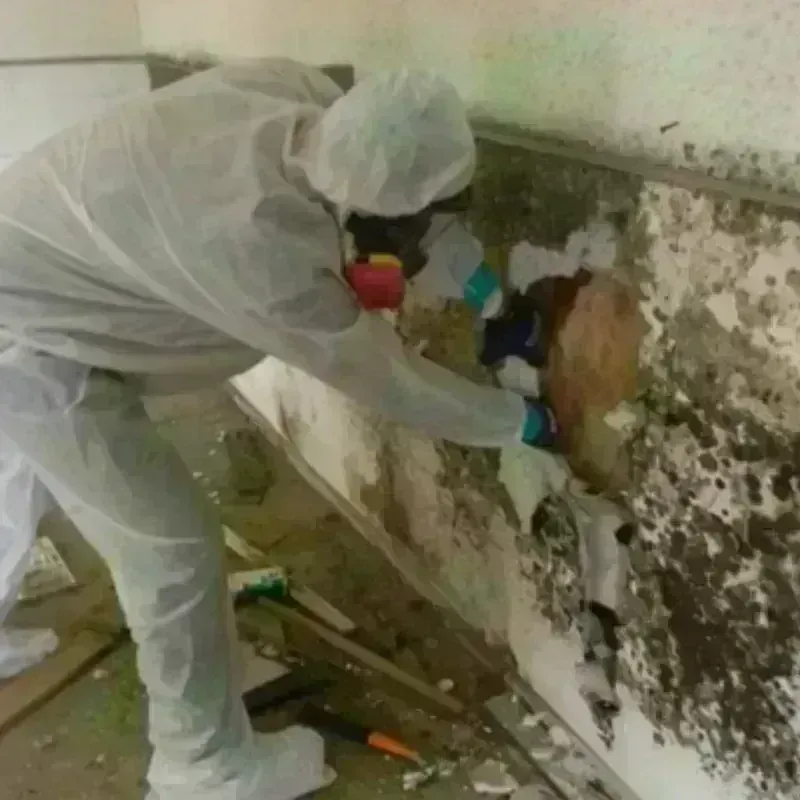 Mold Remediation and Removal in Aventura, FL